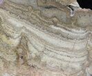 Polished Miocene Stromatolite (Chlorellopsis) - Crimea #57572-1